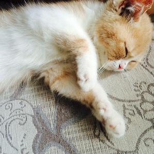 人妻无码性爱视频
